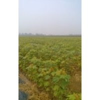 長期供應(yīng)美國紅楓（秋火焰）