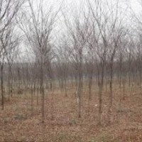 江蘇12公分櫸樹多少錢一棵 15公分櫸樹價格 櫸樹產地
