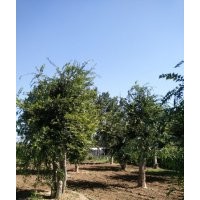 大規格樸樹