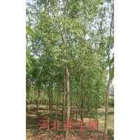 河北凱達柳樹基地低價供應各種喬灌木