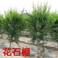 石榴