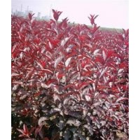 山西西府海棠、紅葉李、碧桃定植苗