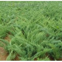 花灌木-沙地柏扶芳藤、紅花繼木、石楠球