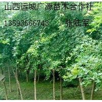 3公分五角楓樹大量低價(jià)出售