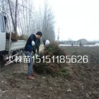 江蘇火棘苗價格一年生火棘工程苗數量多質量好