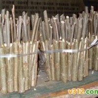 低價供應速生柳