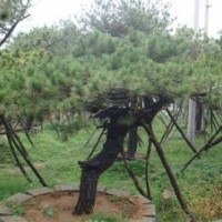 供應(yīng)造型油松