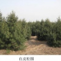 鈣果，國槐，白皮松