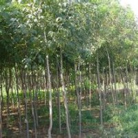 河北白蠟河北苗木綠化苗木白蠟報價白蠟價格白蠟規格國槐欒樹白蠟