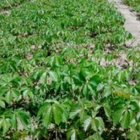 大量供應小苗:衛矛小苗 、五葉地錦小苗 、薔薇小苗