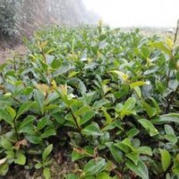 大量供應(yīng)小苗:爬地柏小苗、爬山虎小苗、茶梅小苗
