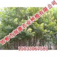 邢臺速生楊【邯鄲潤德農業】速生楊價格