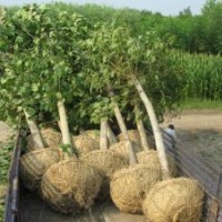 供應(yīng)法桐，泰山松，銀杏，白玉蘭，櫻花等各類園林綠化苗木