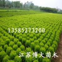 供應灑金柏價格，灑金柏圖片，產地直銷灑金柏批發價格