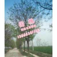 國槐