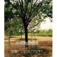 常年大量供應各種規格國槐，白蠟，椿樹，柳樹，榆樹，刺槐，金枝