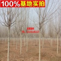 基地直銷 （法國梧桐） 速生法桐