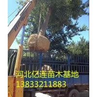 國槐基地、國槐苗圃、國槐小苗。國槐種植、國槐苗圃