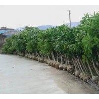 供應白玉蘭，秋楓，紅花紫荊，宮粉紫荊，美麗木棉，小葉欖仁等苗