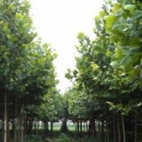 山東青州供應(yīng)：國(guó)槐、法桐、白蠟、五角楓