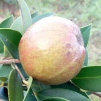 優質高產嫁接油茶苗基地