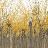 大量供應高（矮）接金枝國槐、金葉國槐、金葉榆、金葉白蠟