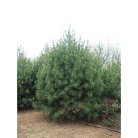 供應(yīng)4.5米白皮松 樹形好 土質(zhì)好