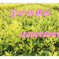 金葉絲棉木，絲棉木的管理