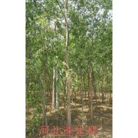 凱達柳樹基地常年按供應各種喬灌木