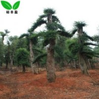 25公分榆樹