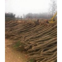 甘肅國槐|批發(fā)|供應|價格