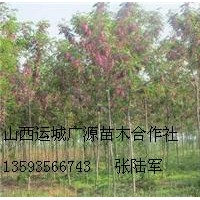 3、4公分優(yōu)質(zhì)香花槐大量低價(jià)優(yōu)惠出售