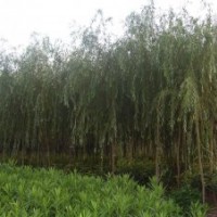 垂柳價格分析