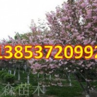 要想發 種櫻花 速生櫻花幫您發
