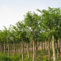樸樹價格樸樹苗木價格樸樹產地批發