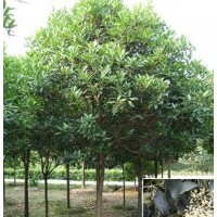 供應天竺桂 天竺桂樹苗 菩提榕樹苗 菩提樹 榕樹