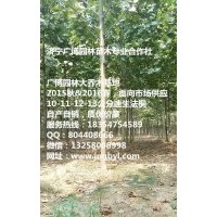 供應速生法桐