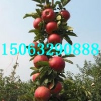 矮化中間砧，m9t337自根砧，矮化m26中間砧批發(fā)
