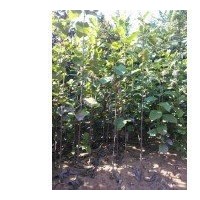 現在精品3公分4公分5公分白玉蘭價格 白玉蘭基地