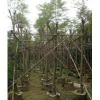 大量供應苗木