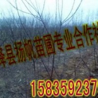 供應1公分至8公分紫葉李、紅葉李、紫葉矮櫻、紅葉碧桃