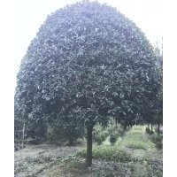 精品朱砂桂優價出售