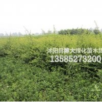 火棘苗價(jià)格，火棘苗批發(fā)價(jià)格，火棘基地【量大價(jià)低】