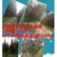 供應女貞、桂花、紅葉李、三角楓