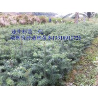杉苗最新批發價格 組培速生杉苗供應商