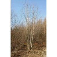 出售工程苗木、造林用苗青白仟,云杉,水曲柳