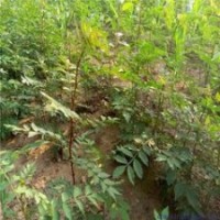 大量供應花椒苗 大量批發(fā)花椒苗