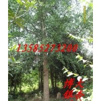 供應(yīng)8-20公分銀杏價(jià)格報(bào)價(jià)，銀杏樹批發(fā)直銷，銀杏基地