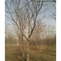 江蘇南京欒樹價格，湖南欒樹報價