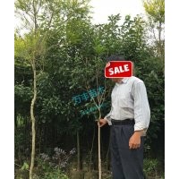 供應樟樹（袋苗)